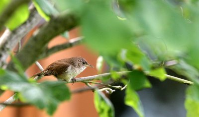 BIRD - WREN - HOUSE WREN - MORTON ARBORETUM ILLINOIS.JPG