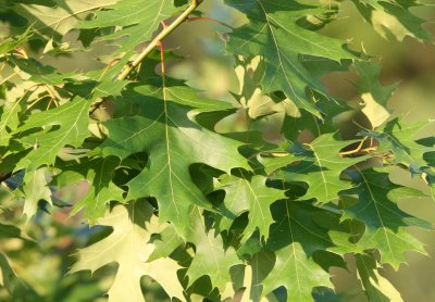 FABACEAE - QUERCUS RUBRA - RED OAK - MORTON ARBORETUM ILLINOIS.JPG