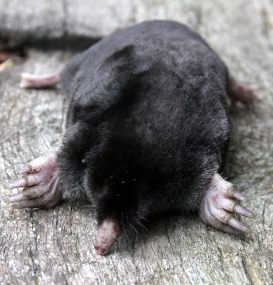 INSECTIVORA - MOLE - TOWNSENDS  MOLE - SCAPANUS TOWNSENDII - LAKE FARM TRAILS WASHINGTON (14).JPG