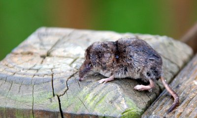 INSECTIVORA - PYGMY SHREW - SOREX HORI - MCKEE MARSH ILLINOIS.JPG