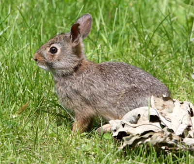 LAGOMORPH - RABBIT - EASTERN COTTONTAIL RABBIT - LINCOLN MARSH ILLINOIS (2).JPG