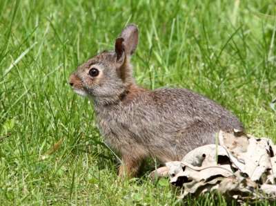 LAGOMORPH - RABBIT - EASTERN COTTONTAIL RABBIT - LINCOLN MARSH ILLINOIS (5).JPG