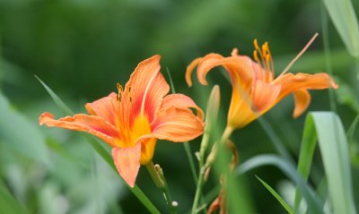 LILIACEAE - TIGER LILY - LINCOLN MARSH ILLINOIS.JPG