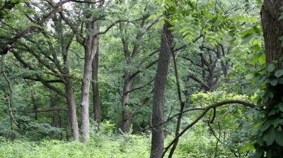 MCKEE MARSH ILLINOIS - FOREST SCENE - OAK-HICKORY FORESTS (2).JPG
