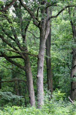 MCKEE MARSH ILLINOIS - FOREST SCENE - OAK-HICKORY FORESTS (3).JPG