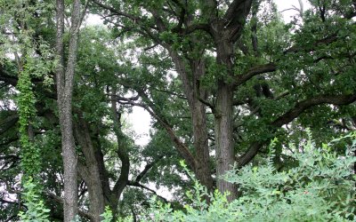 MCKEE MARSH ILLINOIS - FOREST SCENES.JPG