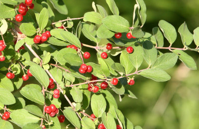 PLANT SPECIES - UNIDENTIFIED - MCKEE MARSH ILLINOIS.JPG