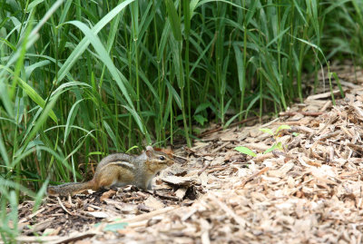 RODENT - CHIPMUNK - EASTERN CHIPMUNK - LINCOLN MARSH ILLINOIS (10).JPG