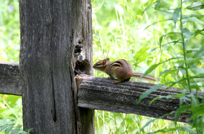 RODENT - CHIPMUNK - EASTERN CHIPMUNK - LINCOLN MARSH ILLINOIS (5).JPG