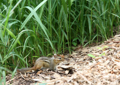 RODENT - CHIPMUNK - EASTERN CHIPMUNK - LINCOLN MARSH ILLINOIS (9).JPG