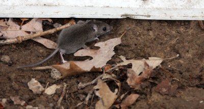 RODENT - MOUSE - WHITE-FOOTED DEER MOUSE - PEROMYSCUS LEUCOPUS - MCKEE MARSH ILLINOIS (2).JPG