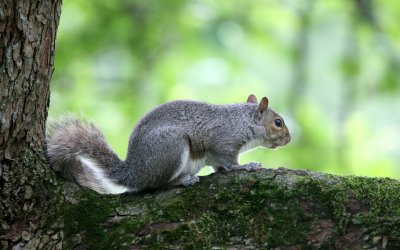 RODENT - SQUIRREL - EASTERN GRAY SQUIRREL - MORTON ARBORETUM ILLINOIS (4).JPG