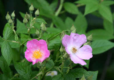 ROSACEAE - ROSA SPECIES - WILDROSE SPECIES - MCKEE MARSH ILLINOIS (4).JPG