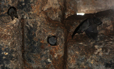 CHIROPTERA - Lesser False-vampire-Megaderma spasma - KOH KER TEMPLE CAMBODIA (13).JPG