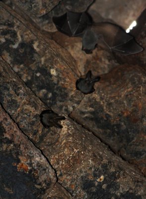 CHIROPTERA - Lesser False-vampire-Megaderma spasma - KOH KER TEMPLE CAMBODIA (15).JPG