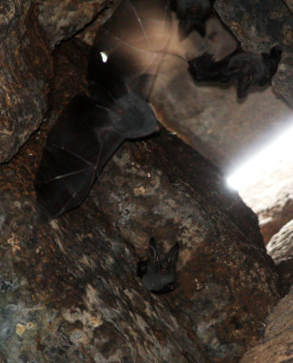 CHIROPTERA - Lesser False-vampire-Megaderma spasma - KOH KER TEMPLE CAMBODIA (9).JPG