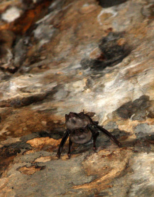 CHIROPTERA - Theobald´s Tomb Bat-Taphozous theobaldi- ANGKOR WAT CAMBODIA (11).JPG