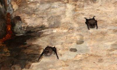 CHIROPTERA - Theobald´s Tomb Bat-Taphozous theobaldi- ANGKOR WAT CAMBODIA (2).JPG