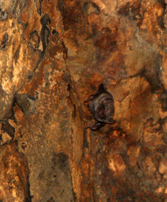 CHIROPTERA - Theobald´s Tomb Bat-Taphozous theobaldi- ANGKOR WAT CAMBODIA (3).JPG