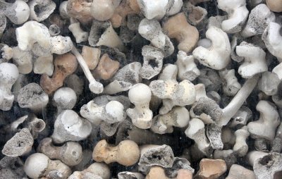 KILLING FIELDS CAMBODIA - SIEM REAP (4).JPG
