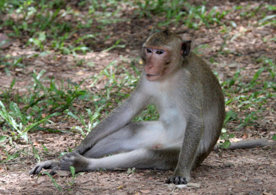 PRIMATE - MACACA FACICULARIS - LONG-TAILED MACAQUE - ANGKOR WAT CAMBODIA (2).JPG