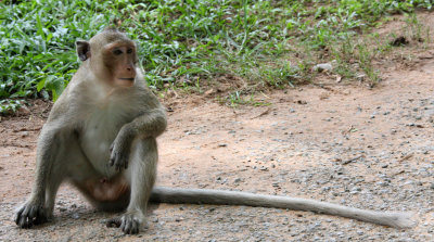 PRIMATE - MACACA FACICULARIS - LONG-TAILED MACAQUE - ANGKOR WAT CAMBODIA (5).JPG