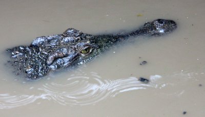 REPTILE - CROCODILE - SIAMESE CROCODILE - TONLE SAP LAKE CAMBODIA (2).JPG