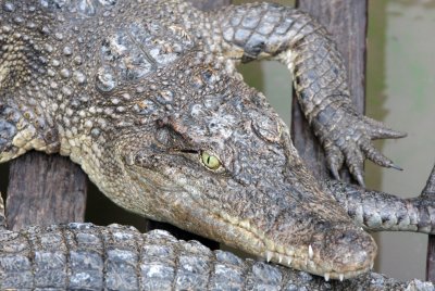 REPTILE - CROCODILE - SIAMESE CROCODILE - TONLE SAP LAKE CAMBODIA (4).JPG