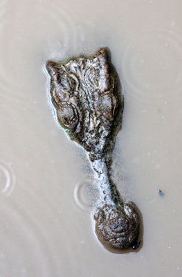 REPTILE - CROCODILE - SIAMESE CROCODILE - TONLE SAP LAKE CAMBODIA (6).JPG