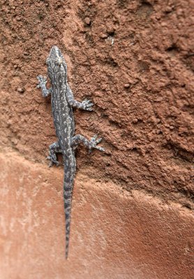 REPTILE - GECKO SPECIES - ANGKOR WAT CAMBODIA (3).JPG
