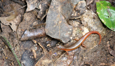REPTILE - LIZARD - SKINK SPECIES - BENG MEALEA - CAMBODIA (3).JPG