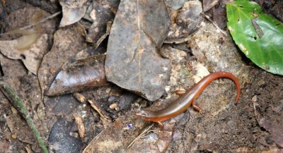 REPTILE - LIZARD - SKINK SPECIES - BENG MEALEA - CAMBODIA (5).JPG