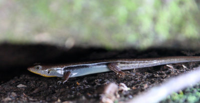 REPTILE - SKINK SPECIES - KOH KER CAMBODIA (1).JPG