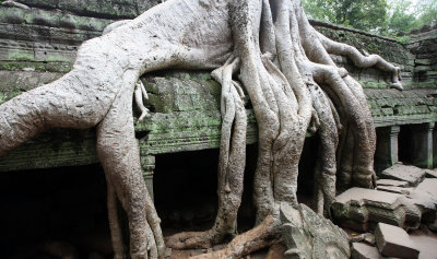 TA PROHM TEMPLE CAMBODIA - JULY 2010 (22).JPG