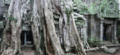 TA PROHM TEMPLE CAMBODIA - JULY 2010 (64).JPG