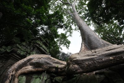 TA PROHM TEMPLE CAMBODIA - JULY 2010 (73).JPG