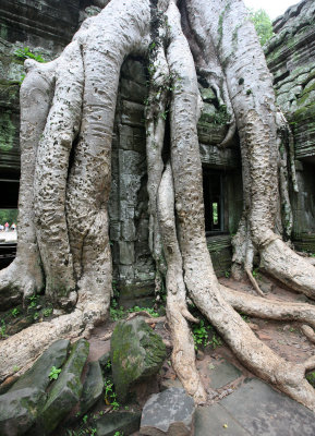 TA PROHM TEMPLE CAMBODIA - JULY 2010 (76).JPG