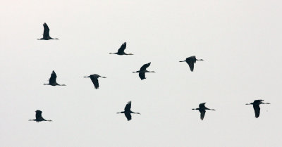 BIRD - CRANE - HOODED CRANE - GRUS MONACHA -  POYANG LAKE, JIANGXI PROVINCE, CHINA (40).JPG
