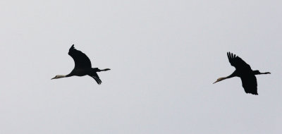 BIRD - CRANE - HOODED CRANE - GRUS MONACHA - POYANG LAKE, JIANGXI PROVINCE, CHINA (70).JPG