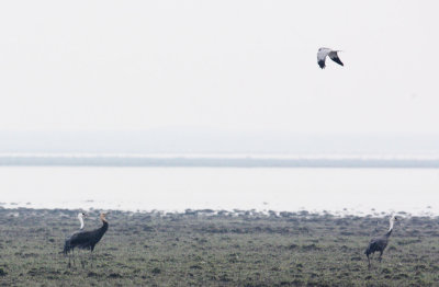 BIRD - CRANE - HOODED CRANE - GRUS MONACHA - POYANG LAKE, JIANGXI PROVINCE CHINA (12).JPG
