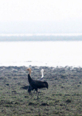 BIRD - CRANE - HOODED CRANE - GRUS MONACHA - POYANG LAKE, JIANGXI PROVINCE CHINA (14).JPG