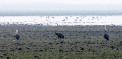 BIRD - CRANE - HOODED CRANE - GRUS MONACHA - POYANG LAKE, JIANGXI PROVINCE CHINA (7).JPG