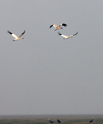 BIRD - CRANE - SIBERIAN CRANE - GRUS LEUCOGERANUS - POYANG LAKE, JIANGXI PROVINCE, CHINA (113).JPG