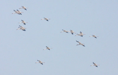 BIRD - CRANE - SIBERIAN CRANE - GRUS LEUCOGERANUS - POYANG LAKE, JIANGXI PROVINCE, CHINA (122).JPG