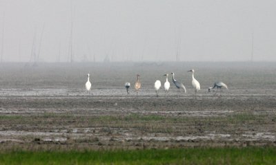 BIRD - CRANE - SIBERIAN CRANE - GRUS LEUCOGERANUS - POYANG LAKE, JIANGXI PROVINCE, CHINA (23).JPG