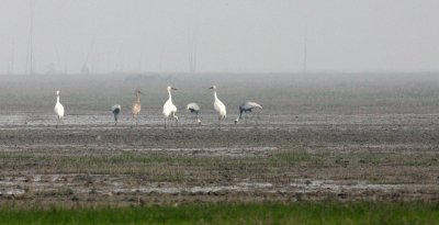 BIRD - CRANE - SIBERIAN CRANE - GRUS LEUCOGERANUS - POYANG LAKE, JIANGXI PROVINCE, CHINA (28).JPG
