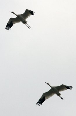 BIRD - CRANE - SIBERIAN CRANE - GRUS LEUCOGERANUS - POYANG LAKE, JIANGXI PROVINCE, CHINA (61).JPG