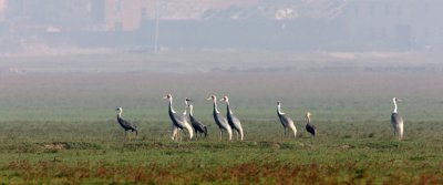 BIRD - CRANE - WHITE-NAPED - GRUS VIPIO - POYANG LAKE RESERVE - POYANG LAKE, JIANGXI PROVINCE, CHINA (21).JPG