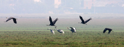 BIRD - CRANE - WHITE-NAPED - GRUS VIPIO - POYANG LAKE RESERVE - POYANG LAKE, JIANGXI PROVINCE, CHINA (49).JPG