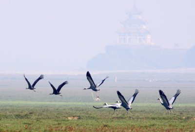 BIRD - CRANE - WHITE-NAPED - GRUS VIPIO - POYANG LAKE RESERVE POYANG LAKE, JIANGXI PROVINCE, CHINA (54).JPG
